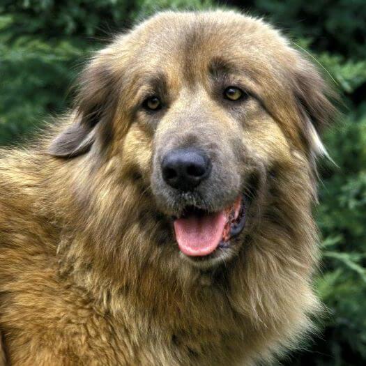 Estrela on sale mountain dog